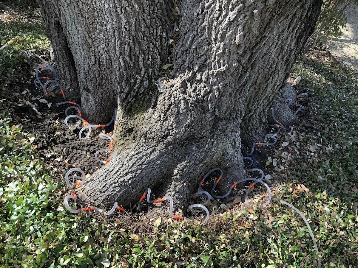 Detailed Tree Cabling and Bracing job site in Mc Gehee