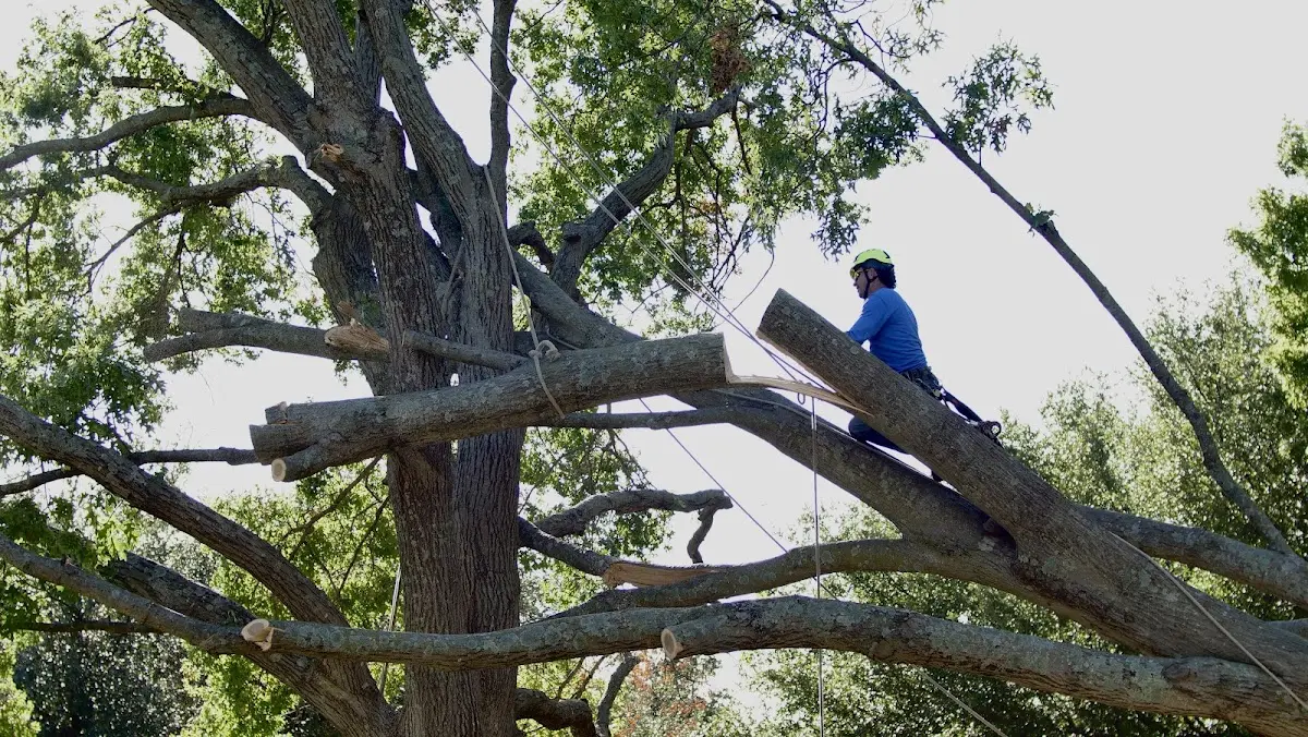 Professional Crown Thinning performed by certified arborists in Mc Gehee